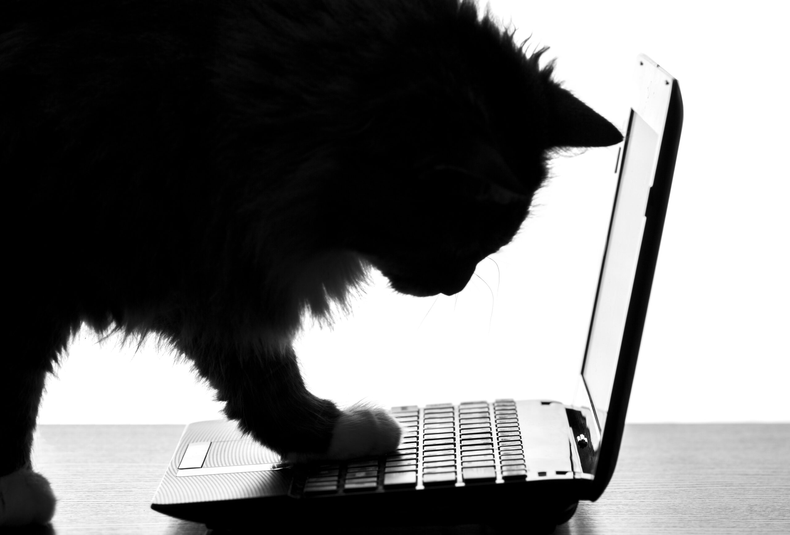 A silhouetted cat standing on a laptop symbolizing the cat and mouse game of cybersecurity